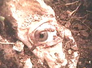 Something evil is plowed up in the field in The Blood on Satan's Claw (1971)