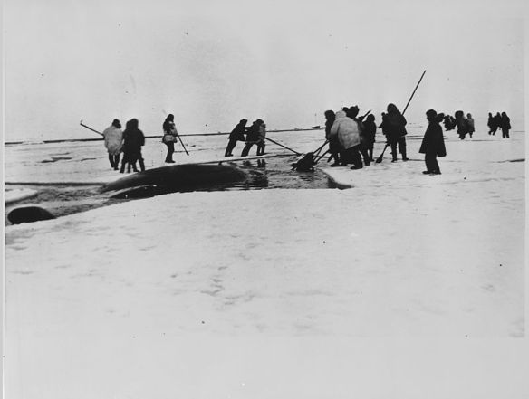 Whale slaughter in the 1933 docu-drama Eskimo.